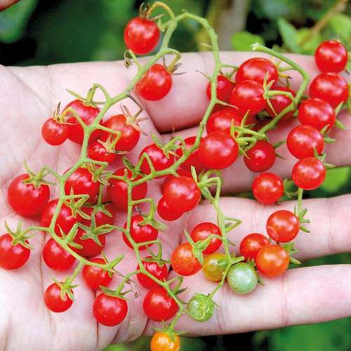 قیمت خرید گوجه فرنگی ریز گیلاسی + فروش ویژه